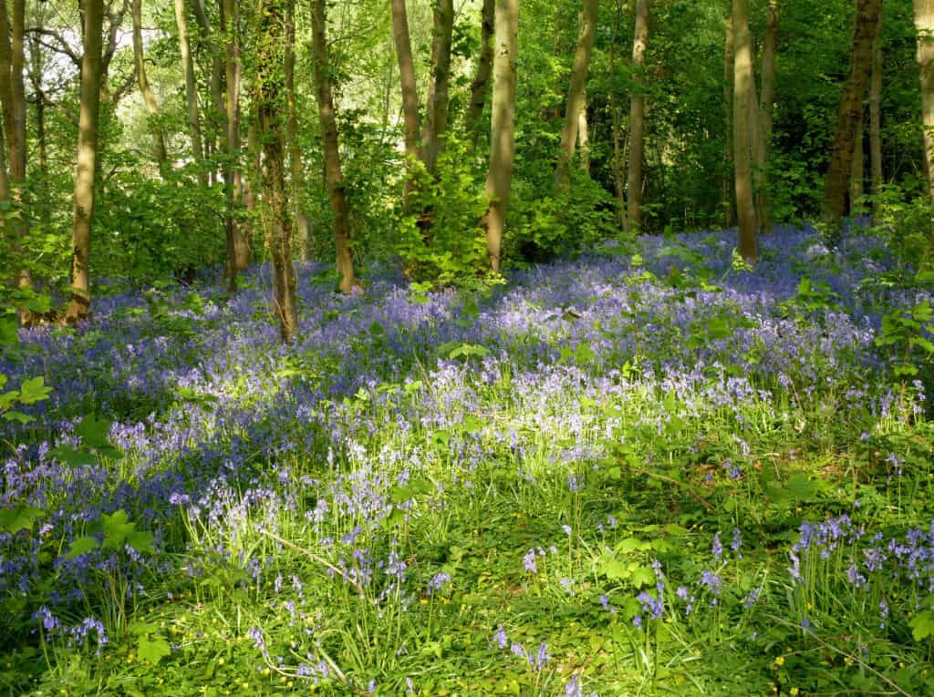 Le mois de mai dans le bois des Petites-Dalles, par Pierre Wallon